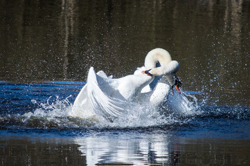 Swan males fighting over a female