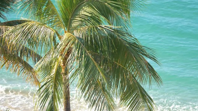 Professional video of beautiful palm trees in 4K slow motion 60fps