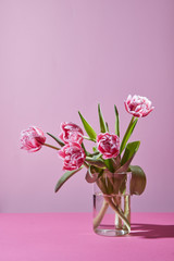 Beautiful tulips in a glass vase on a pink background.