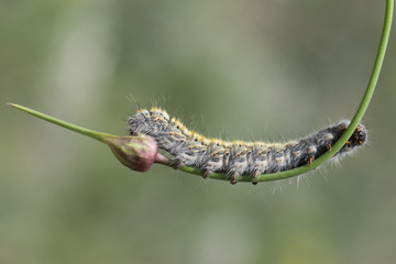 larva