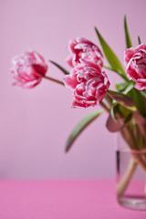 Pink tulips in a glass vase on a pink background