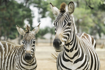 beautiful zebras