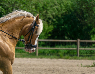 Palmino Dressage Horse