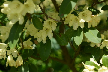 Jasmin Garten Busch Textur mit vielen Blüten