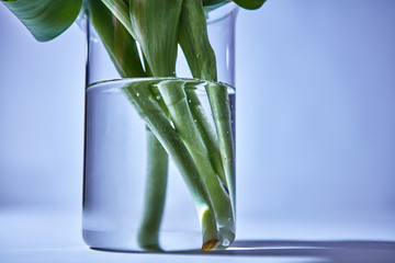 Green stems of flowers in a vase with water