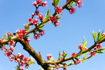 Peach Blossom Okanagan