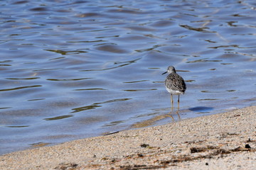 Sandpiper in Maine