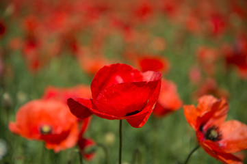 Open Red Poppy in a Field of Poppies, Spring in the South of France