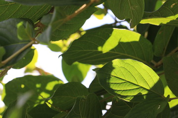 Close up the light and shadow on green leaves