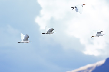 Garcita bueyera (Bulbucus ibis)