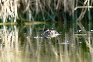 Pato puna (Anas puna)
