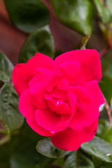 Rose petals bright and in bloom with water