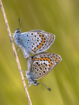 silver studded blue butterflies mating
