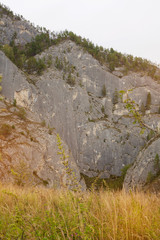 Yellow-green grass grows at the foot of the rock. Green vegetation on the stone surface. Coniferous trees grow on the rocks. The Altai mountains.