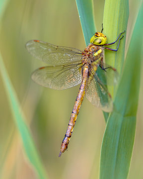 Green eyed hawker resting in reed vegetation