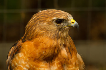 Red Shouldered Hawk