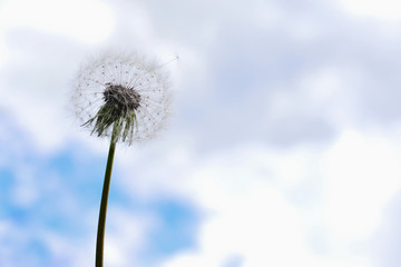 dandelion against a clear sky