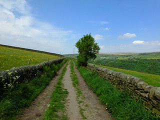 Fototapeta na wymiar long straight country lane going uphill in in spring countryside with dry stone walls bordering pastureland and a single tree in a bright sunlit day in the calder valley west yorkshire