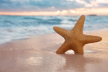 Fototapeta na wymiar red starfish on sand beach, with ocean sky and seascape,