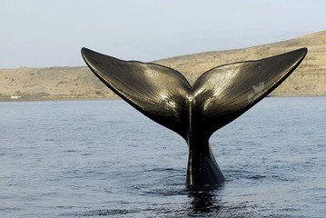 Whales in Puerto Madryn, province of Chubut, Argentina