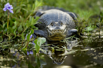A yacaré or caiman in the Esteros del Ibera, in the province of Corrientes, Argentina