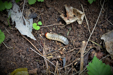 Engerling im Komposthaufen