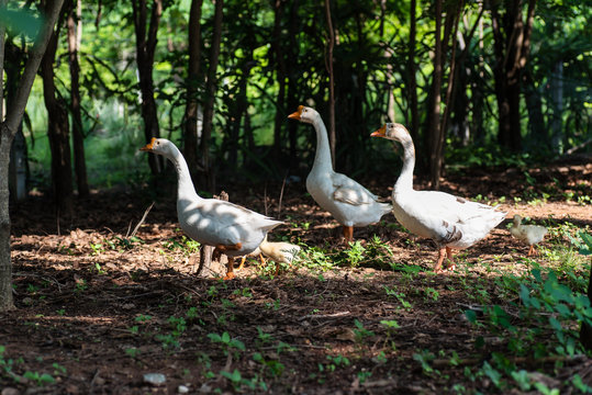 White goose walking in a garden