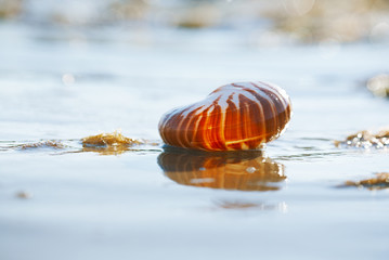  British summer  beach with nautilus pompilius sea shell