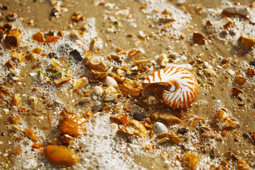 nautilus pompilius sea shell on pebble beach