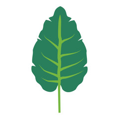 Leaf nature symbol vector illustration graphic design