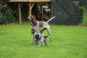 German shorthaired pointers