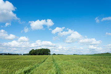 Obraz premium Green wheat field and blue cloudy sky