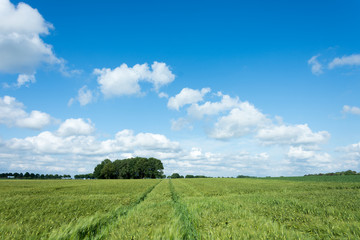 Green wheat field and blue cloudy sky