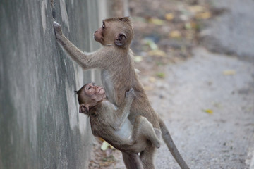 可愛いサル