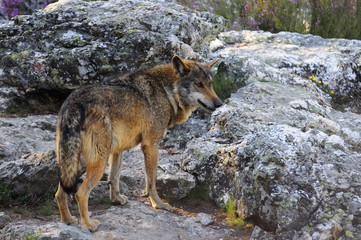 Iberian wolf