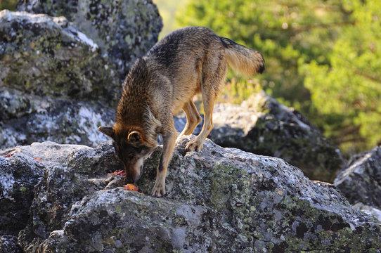 Iberian wolf