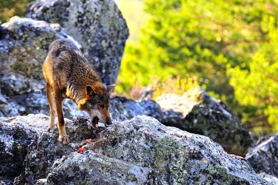 Iberian wolf