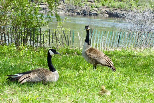 Canada Geese on the green grass