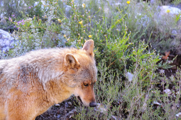 Iberian wolf