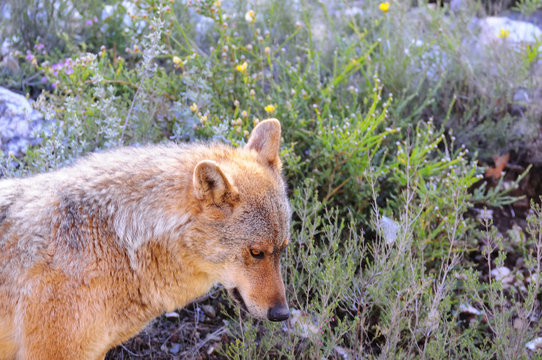 Iberian wolf