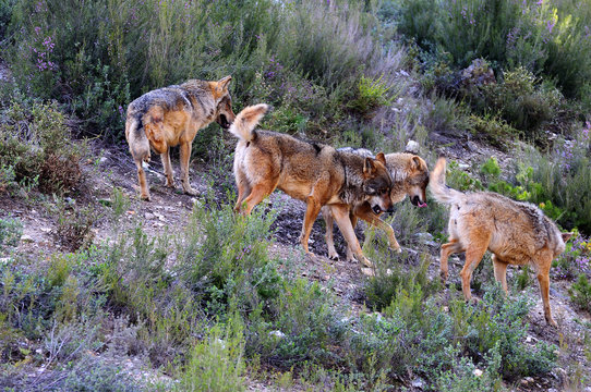 Iberian wolf