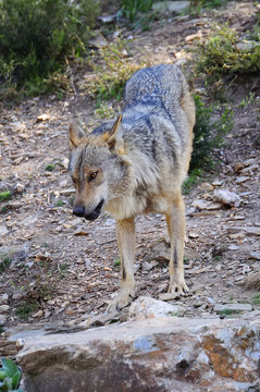 Iberian wolf