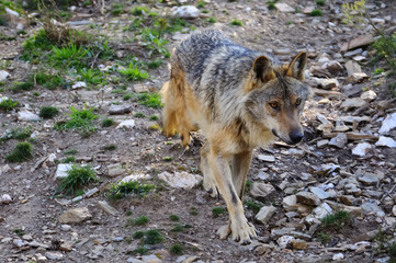 Iberian wolf