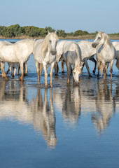 Herd of White Horses Standing in the Water Creating a Beautiful Reflection