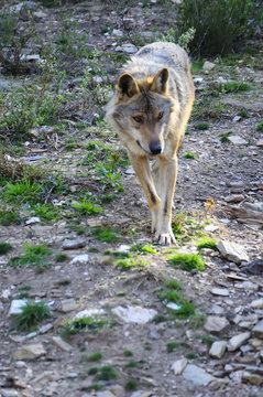 Iberian wolf