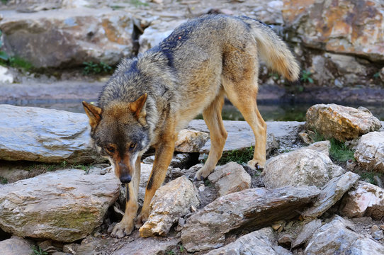 Iberian wolf