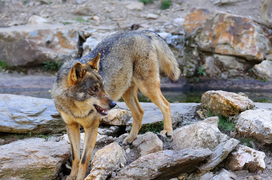 Iberian wolf