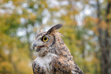 Great Horned Owl with Fall Foliage Background