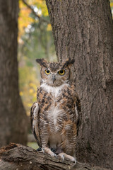 Great Horned Owl Sitting in a Tree with Fall Foliage Background