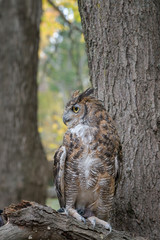 Great Horned Owl with Fall Foliage Background